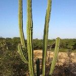 Pachycereus pecten-aboriginum Hábito