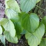 Dioscorea villosa 葉