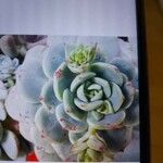 Echeveria elegans 叶