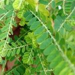 Phyllanthus amarus List