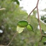 Hibiscus boryanus Плод