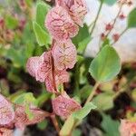 Rumex vesicarius Froito