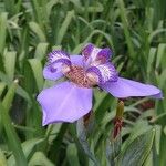 Neomarica gracilis 花