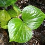 Preslianthus pittieri Leaf