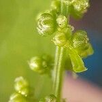 Lipandra polysperma Kvet