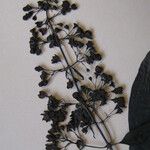 Aegiphila membranacea Fruto