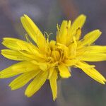 Reichardia intermedia Flower