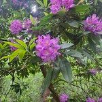 Rhododendron ponticum 花