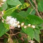 Cyrtocymura scorpioides Flower