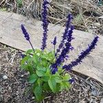 Salvia farinacea Blüte