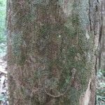 Eschweilera apiculata Кора