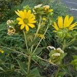 Silphium integrifolium ফুল