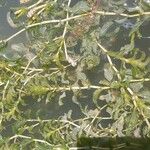 Potamogeton perfoliatus عادت داشتن