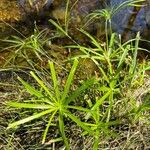 Cyperus alternifoliusBlad