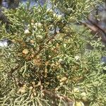 Juniperus turbinata Fruit