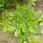 Anthyllis circinnata 形態