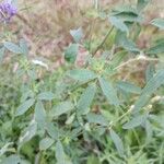 Medicago sativa Leaf