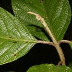 Callicarpa acuminata List