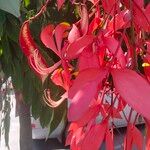 Amherstia nobilis Flors