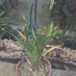 Agave salmiana Blatt