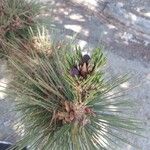Pinus thunbergii Kwiat