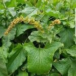 Chenopodium bonus-henricus Leaf