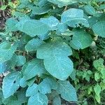 Butea monosperma Frunză