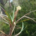 Carex liparocarpos Other