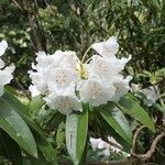 Rhododendron morii Blüte