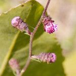Liatris squarrulosa Flower