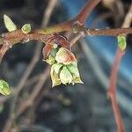 Vaccinium corymbosumHoja