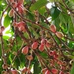 Syzygium malaccense Frukto