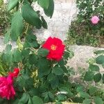 Rosa pendulinaList