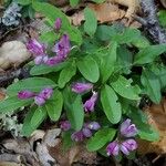 Polygala californica 整株植物