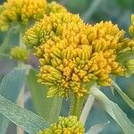 Flaveria bidentis Flower