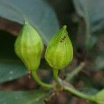 Ritchiea simplicifolia ফুল