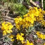 Fourraea alpina 花