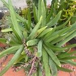 Dudleya edulis Hoja