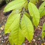 Fraxinus americanaDeilen