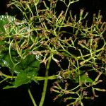 Neomirandea standleyi Hoja