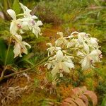 Epidendrum patens Habitus