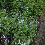 Brunnera macrophyllaBlomst