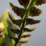 Asplenium marinum Fruit