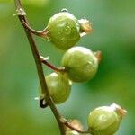 Ribes rubrum Φρούτο
