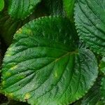 Gloxinia perennis Blad