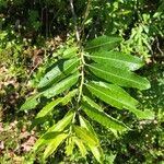 Salix humilis Feuille