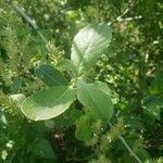 Salix hastata Blad