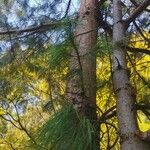 Pinus patula Leaf