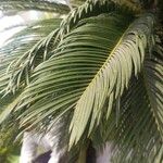 Cycas revoluta Blad