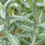 Isatis tinctoria List